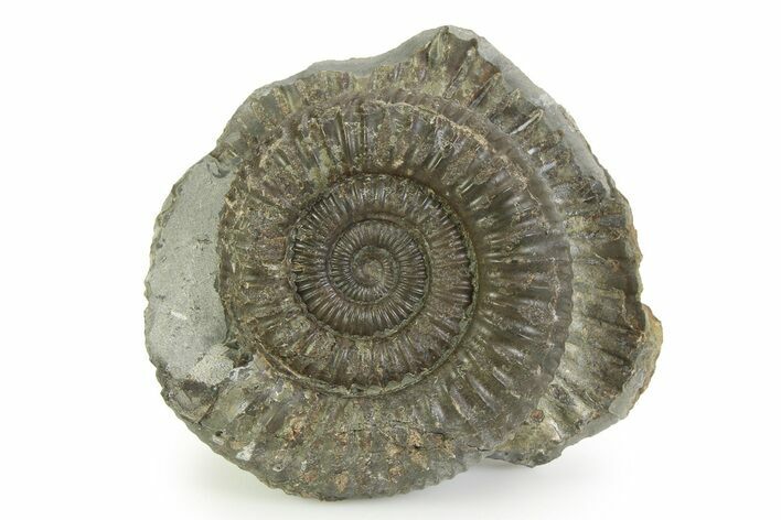 Jurassic Ammonite (Dactylioceras) Fossil - England #351321
